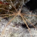 crab_arrow_rgi_wc_h_0095_tci1868.jpg